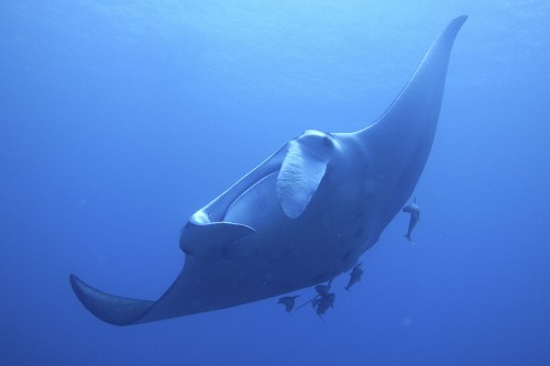 石垣島でマンタに会える！マンタってどんな生き物～？