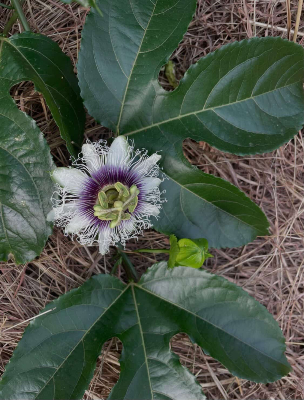 写真提供／観光農園ユートピアファーム宮古島