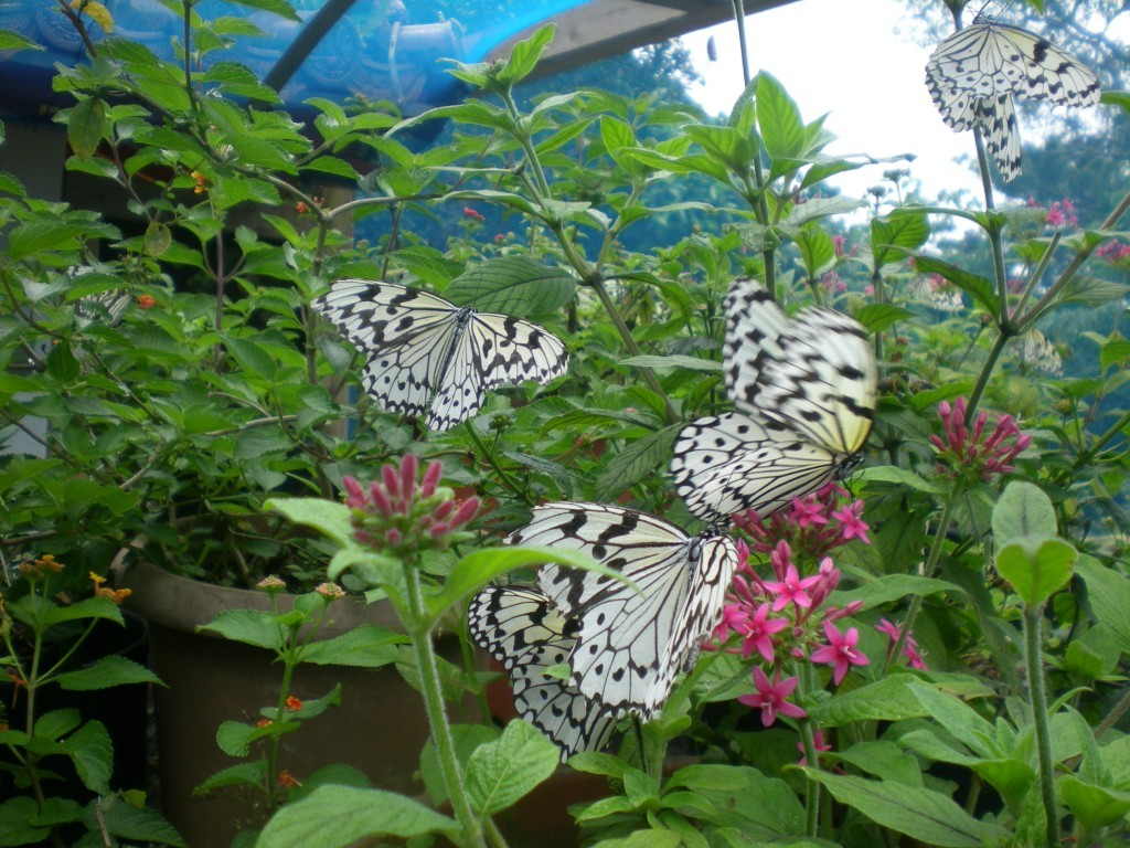 石垣島の蝶「オオゴマタラ」がお出迎え