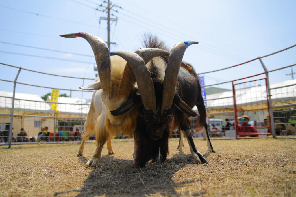 ピンダ Pinda (goats in the Tarama dialect)
