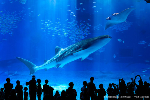 国営沖縄記念公園（海洋博公園）・沖縄美ら海水族館