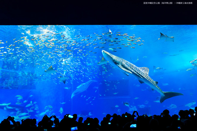 国営沖縄記念公園（海洋博公園）・沖縄美ら海水族館